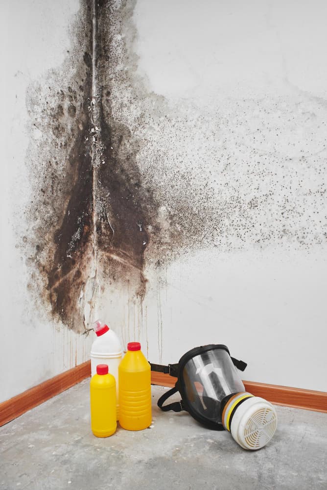Mold Remediation