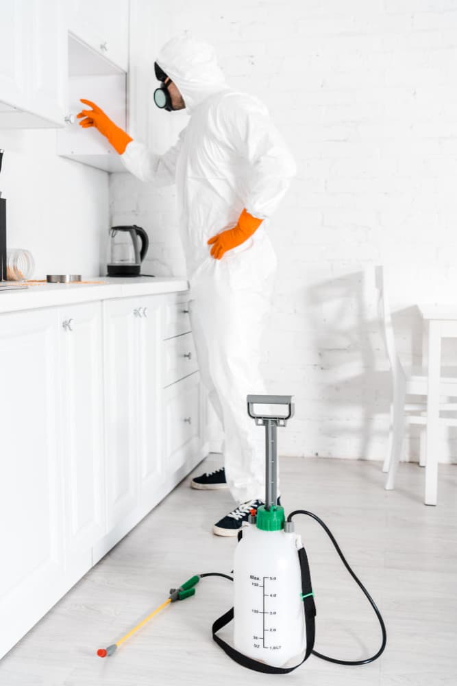 Pest & Insect Infestation Removal
