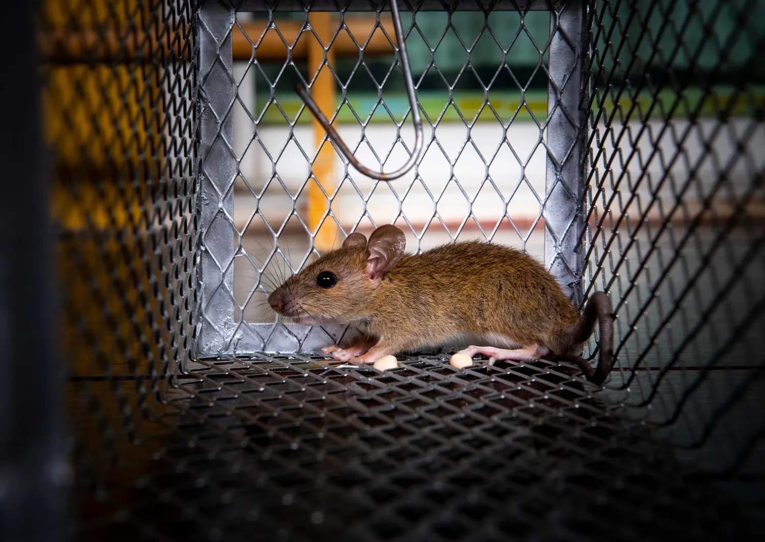 Rodent Proofing & Remediation